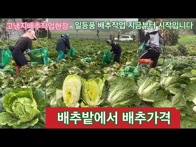 고냉지 배추작업현장에서 팔려나가는 배추가격를 물어보았습니다. 배추상태가 최고입니다. 지금부터 좋은 배추가 ….