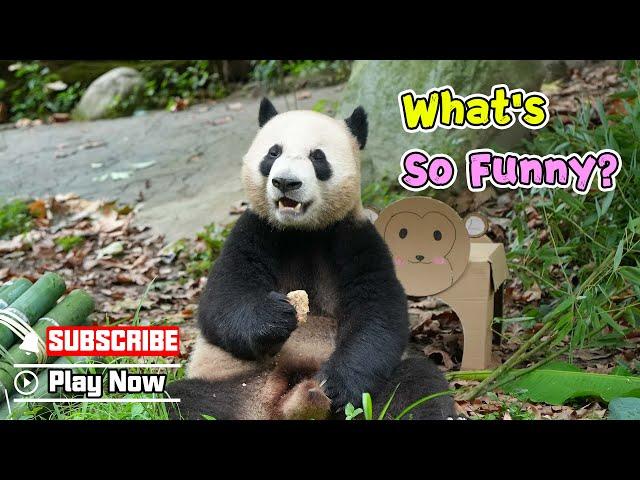 【Life Of Returnee Pandas】Episode 18 Panda Le Le’s Hilarious Life | iPanda