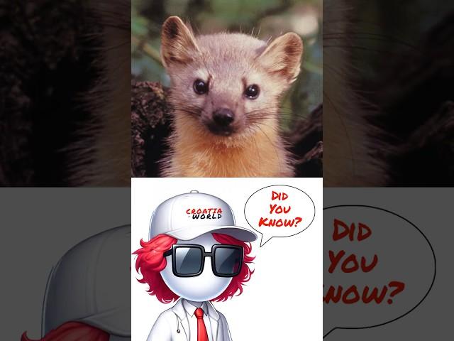 Did You Know? #pinemarten #kuna #didyouknow #newvideo #CROATIAvsWORLD #croatia #shorts #what