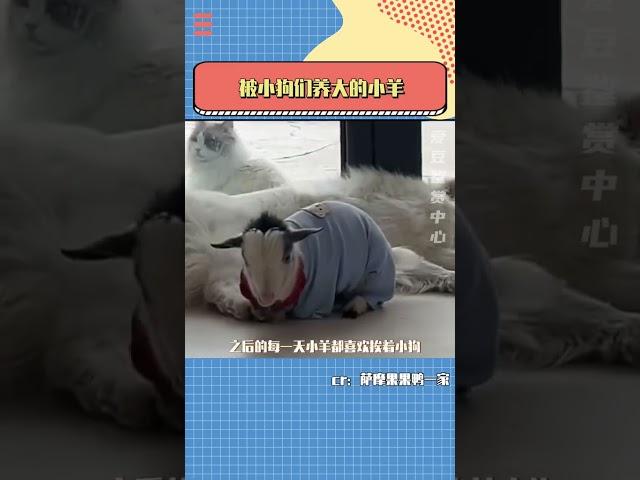 怎么這只小羊長的狗里狗氣的#小羊 #狗狗 #生活 #治愈 #萌寵