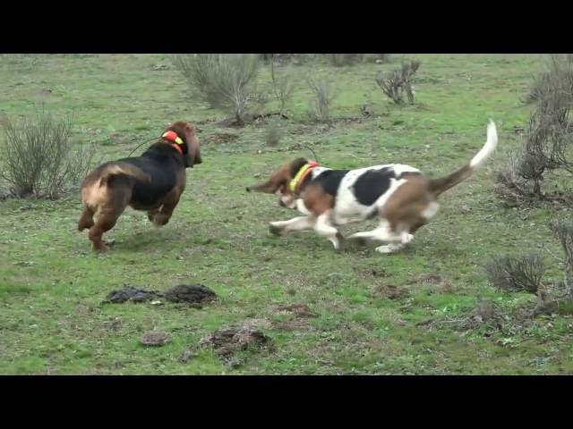 Basset Hound Pack (jauria) of Topsfield Lebrera (Spain - Espana) 5