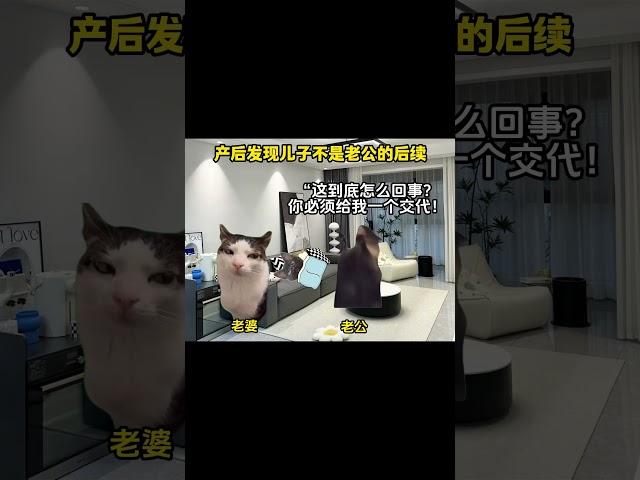 #猫meme #cat #猫meme小剧场 #猫meme剧场