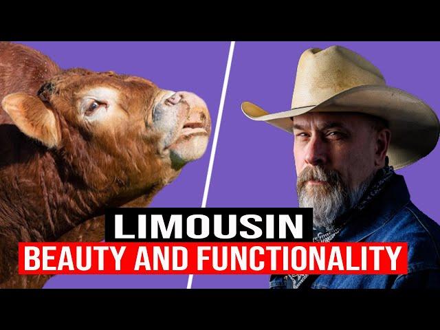  LIMOUSIN Cattle: Beauty, Functionality, And Performance  Biggest Bulls And Cow