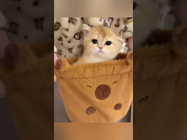10 Cat Hacks Every Cat Owner Should Know! #trending #cat #funny #pets #shorts