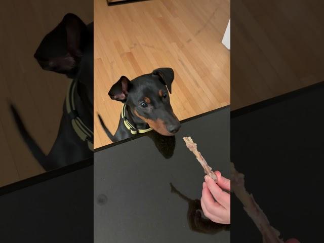 Puppy snatch bone from owners hand #puppy #germanpinscher