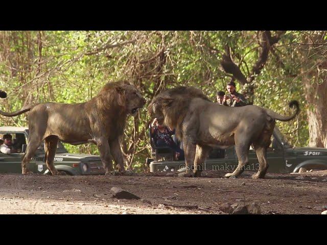 Lion fight Rare sighting//Gir jungle safari /incredible video #girnationalpark #male lion #Asiatic