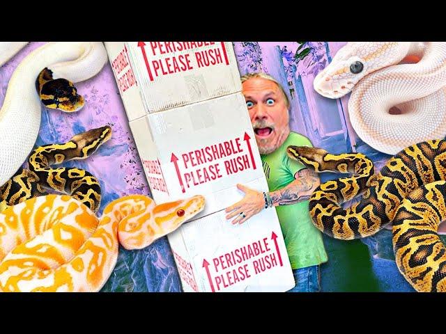 MEGA 170 SNAKE UNBOXING!! $100,000 PLUS VALUE!! | BRIAN BARCZYK