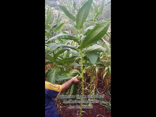 PRODUÇÃO DE FUMO EM CORDA