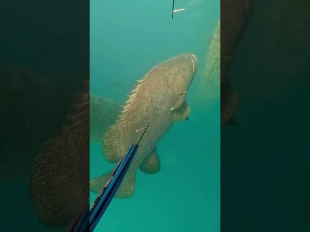 Monster 300kg grouper  #fishing #spearfishing #adventure #crocodile