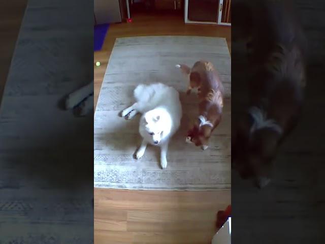 My dog was having a bad dream.. watch what happens next! 