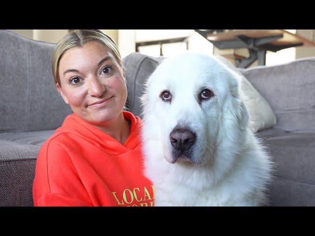 What It's Like Owning a Great Pyrenees