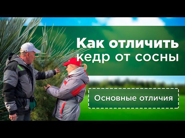 Как отличить кедр от сосны? Хвойные растения | Дендропарк