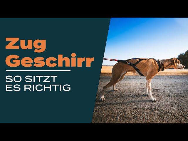 Zuggeschirr-Check: Vermeide diese häufigen Fehler und erkenne spielend, ob es optimal sitzt!