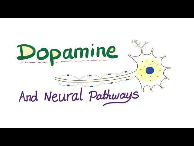 Neurotransmitters - Dopamine & Dopaminergic Neural Pathways - Physiology & Pharmacology