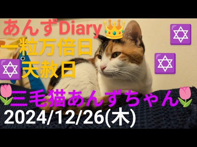 今日の三毛猫神の子あんずちゃん令和６年１２月２６日(木)第２７５回新２３９ライブ配信(あんずDiary推定５歳５ヶ月)#保護#猫#三毛猫あんずちゃん#あんずDiary#あんず姫応援隊