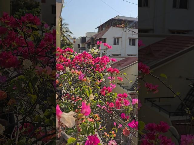 The Summer Calm - Bougainvillea Bliss