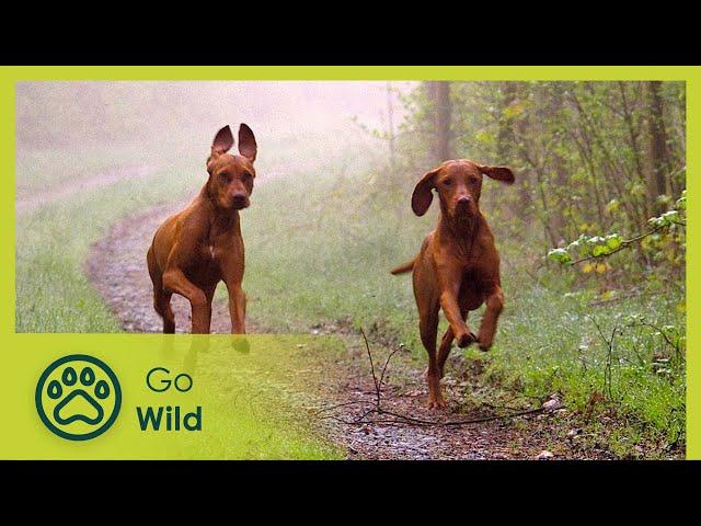 Hunting Buddies - How Dogs Discovered Man - The Secrets of Nature