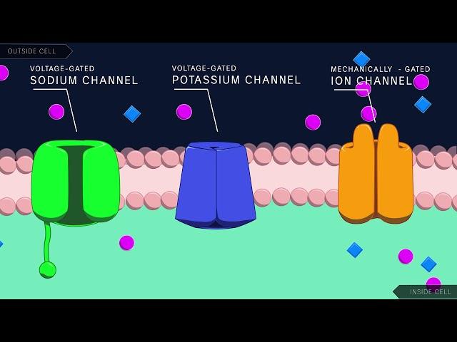 Action Potential in the Neuron