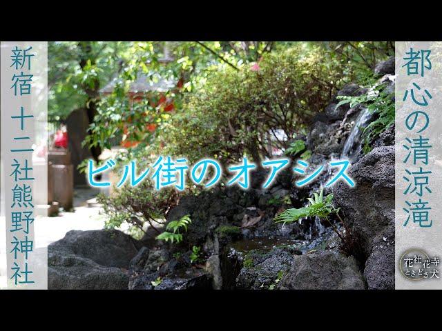 花社花寺ときどき犬 .｡.:*:.｡. 十二社熊野神社 Junisou-kumano shrine