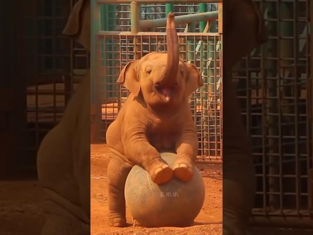 cutest baby elephant playing#shorts#babyelephant#viral#trending#animallover#funny