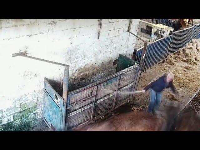 RTE Investigates: Horses - Making a Killing (Full documentary)