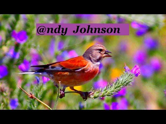 Common Linnet ©