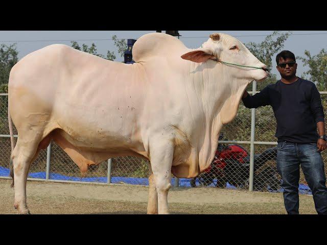 Alishan The Biggest Thailand Hasha Bull | DGH- BD CATTLE MARKET -2021