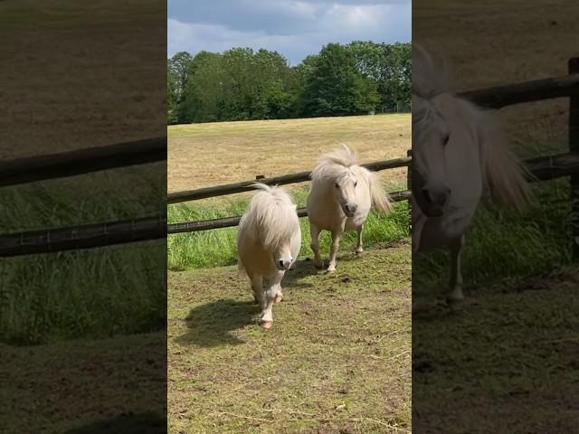 Cute Shetland Stallion sees the flames of burning passion when he looks in mare’s eyes. ️