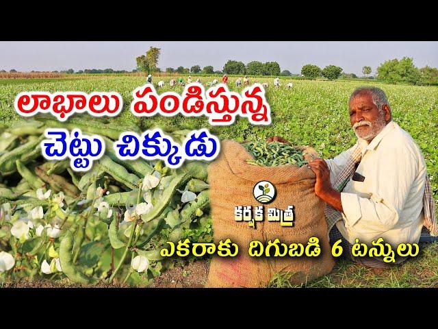 లాభాలు పండిస్తున్న చెట్టు చిక్కుడు సాగు || Success Story of Broad beans Farming || Karshaka Mitra