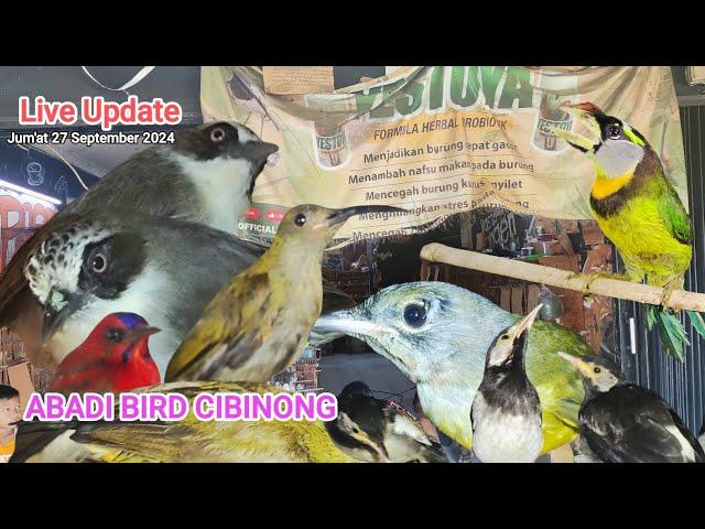 Update stok burung bahan Jum'at berkah 27/09/2024@ABADIBIRDCIBINONG