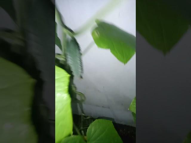 Огурцы кураж у дяди Вити. 06.05.24