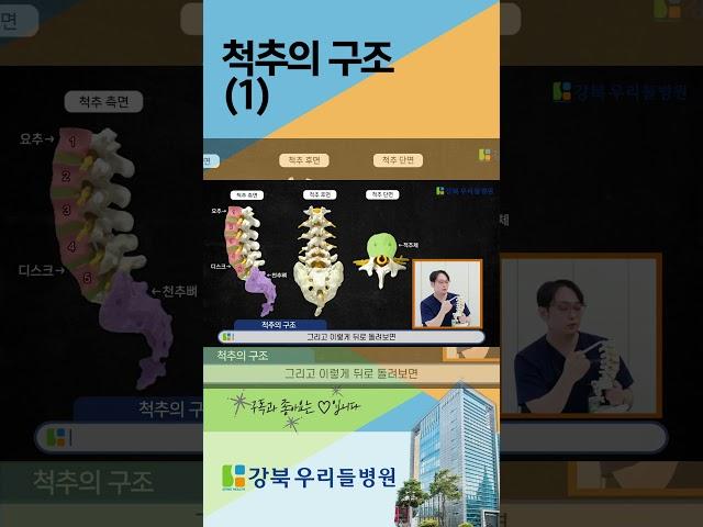 척추의 구조. 이렇게 생겼어요! (1)