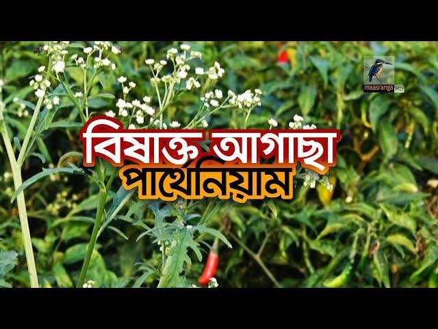 বিষাক্ত ঘাস