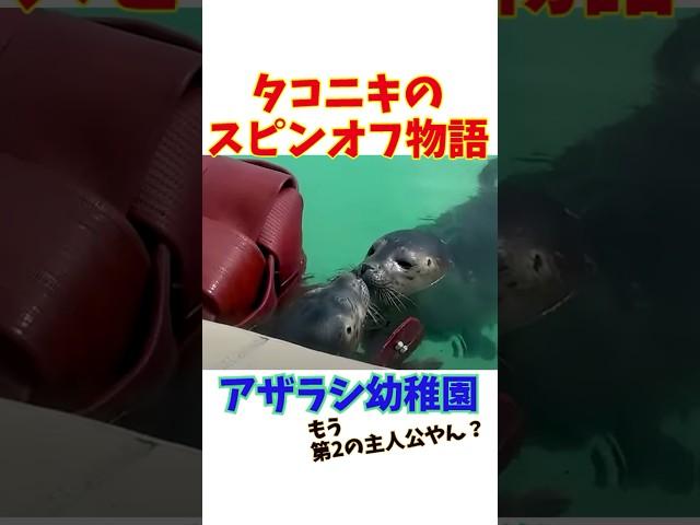 タコニキのスピンオフ物語。アザラシ幼稚園。もう第２の主人公やん？ #トリビア #アザラシ幼稚園  #アザラシ #オランダ   #水族館 #茶柱#seal  #sealife