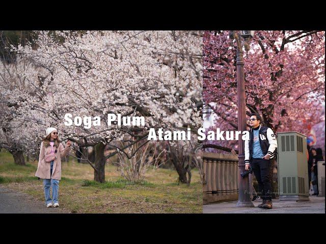 4K EP1: Atami Sakura vs Soga plum grove odawara , ITO #Road trip รอบ fuji mountain japan winter2025