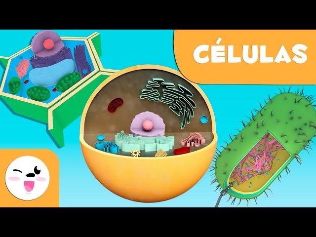 La célula para niños - Tipos, estructura, funciones y partes  - Ciencia para niños