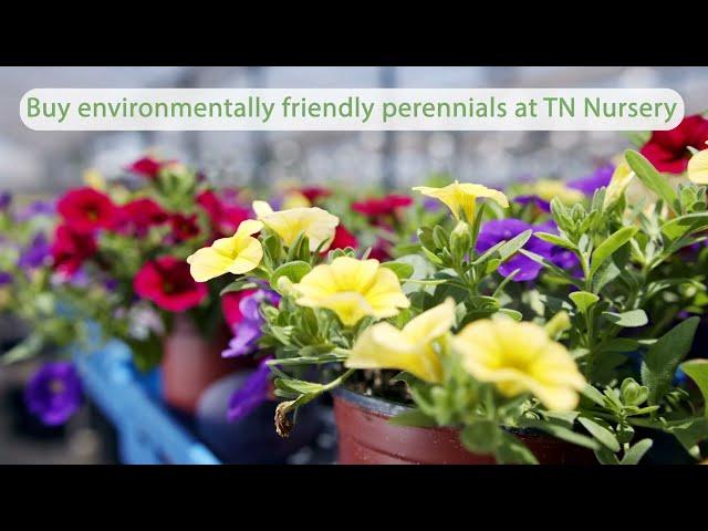 Warm Season Perennial Favorites at TN Nursery