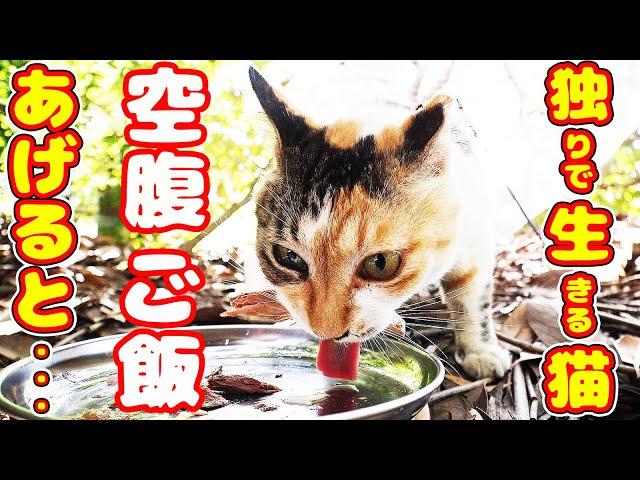 I fed a cat living alone in the woods and it ate with incredible vigor... God bless!