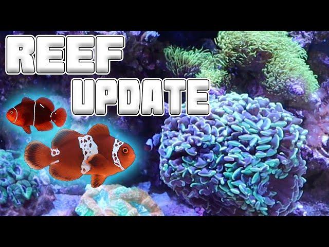 8 month Reef Tank Update and New AI Prime 16HD Setup | Tyler Nolan