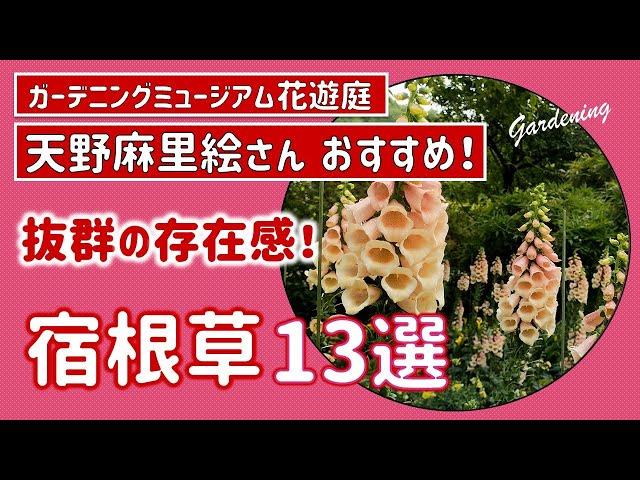 【ガーデニング】「趣味の園芸」講師 天野麻里絵さんおすすめの宿根草13選！抜群の存在感！秋植え！あしかがフラワーパーク・花菜ガーデン・ガーデニングミュージアム花遊庭・gardening