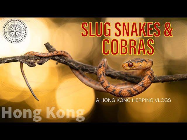 Orange & Black - Slug Snakes & Cobras