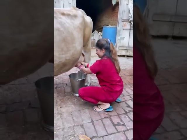 gay ka dudh