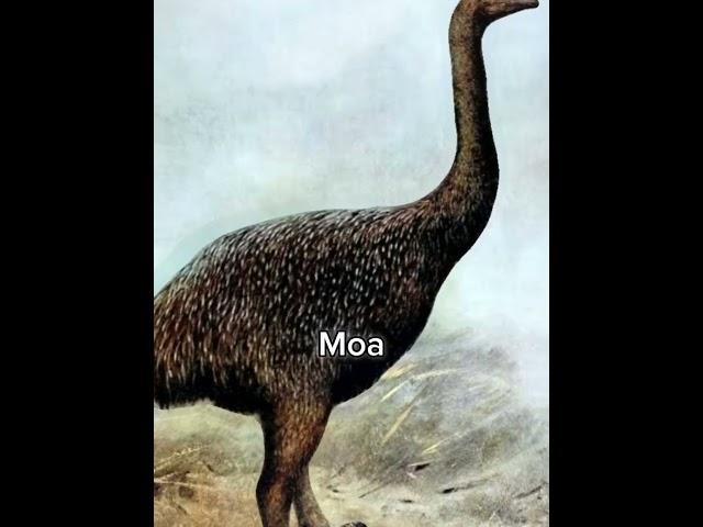 Animals people couldn't get to see (Gen Z'ers) #edit #sad #extinction #badhabits