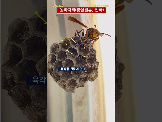 [GG-A615] 우리나라에서 제일 큰 쌍살벌 #왕바다리 #포식자 #원룸 #벌집 #산란 #가족생성 #주변생물 #생물관찰 #생물다양성 #경기도 #의왕 #한반도 #고유종
