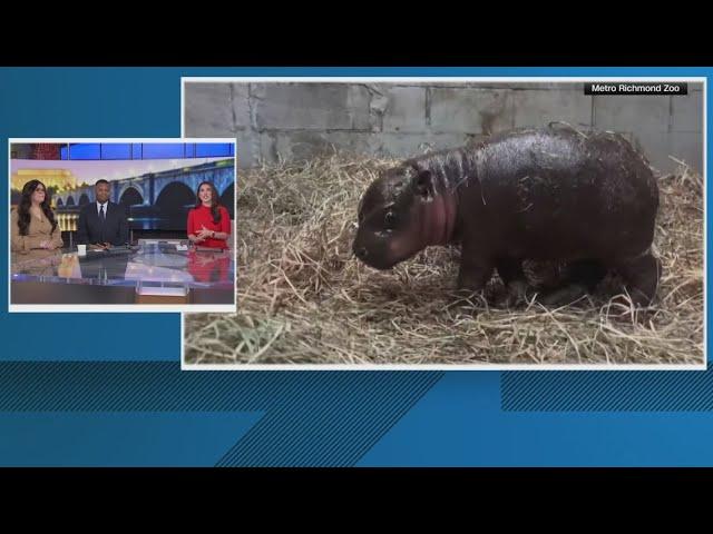 Pygmy hippo in Metro Richmond Zoo needs a name