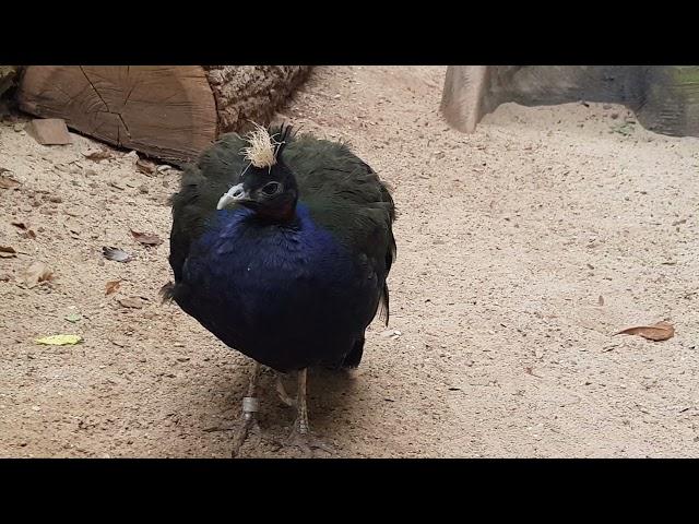 A male of Congo peacock