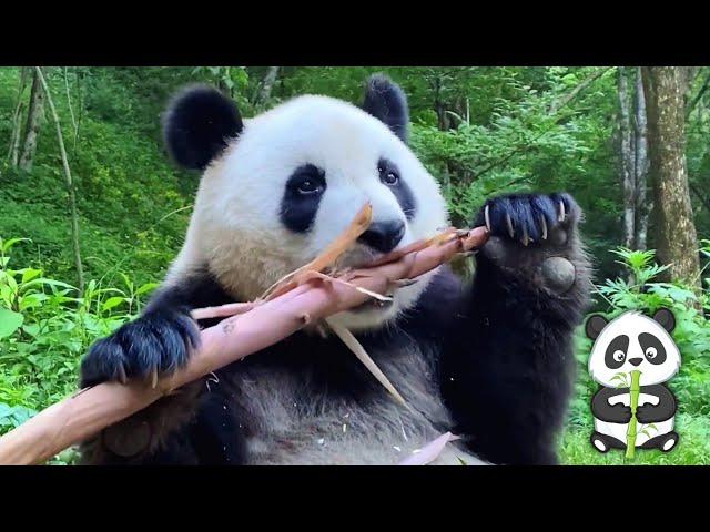 Giant Panda Eating Bamboo ASMR