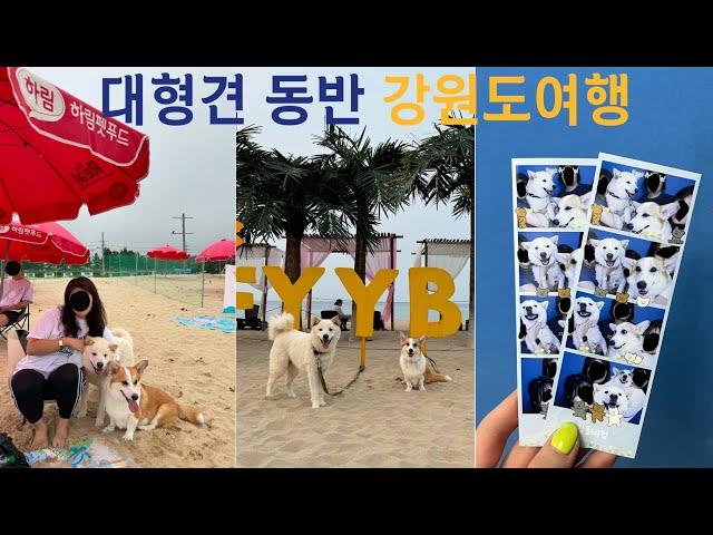 2박3일 애견동반 강릉 양양 여행|멍비치|코기비치러브|글램독|애견동반식당| A trip to Gangwon-do with a dog