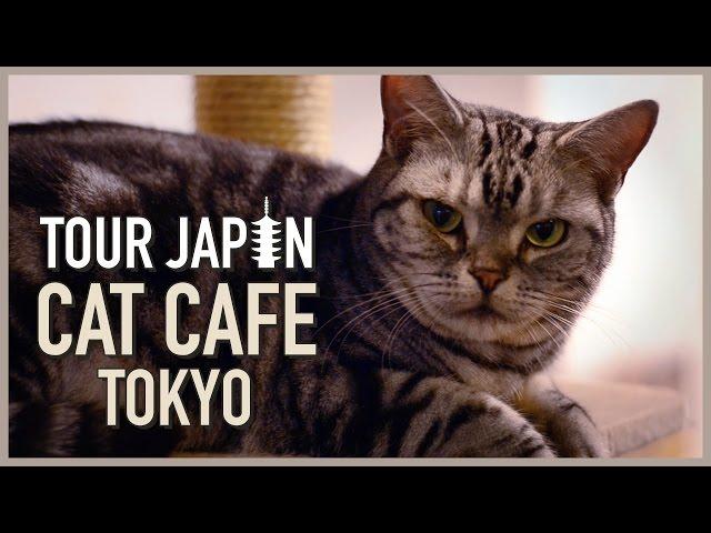 Cuteness Overload: Visiting a Cat Cafe in Tokyo