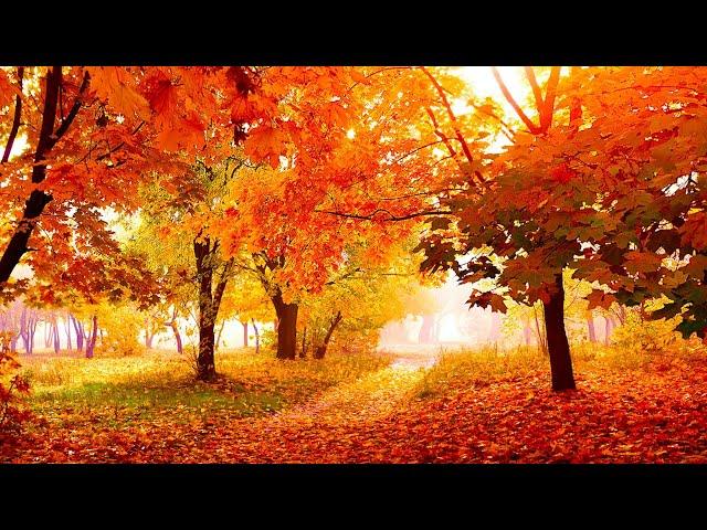 Relaxing Beautiful Instrumental Music, Peace Instrumental Music "Flowers in October" By Tim Janis